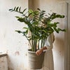  Zamifolia i potte 130 cm