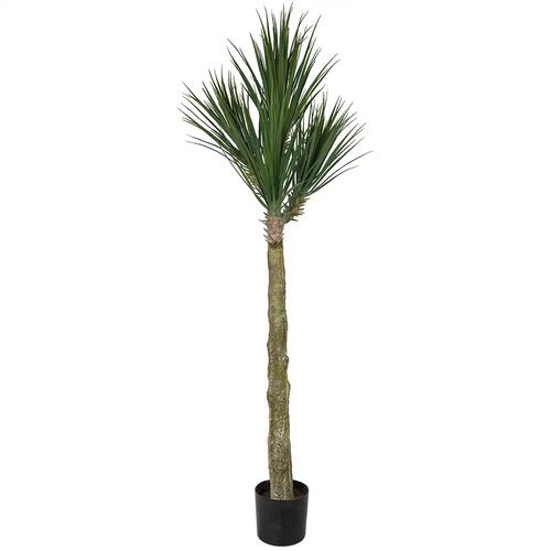 Yucca Rostrata Tre 180 cm