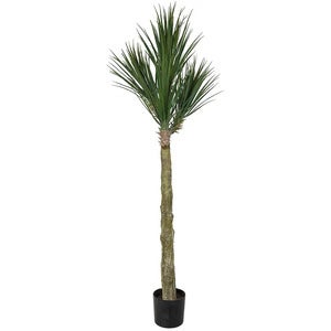 Yucca Rostrata Tre 180 cm
