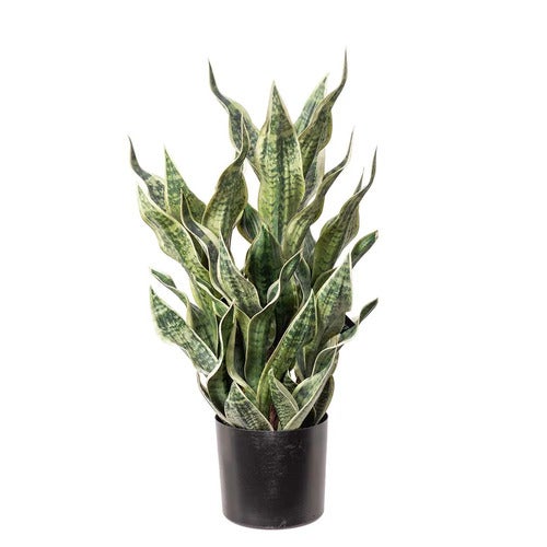 Sansiveria i potte 80 cm